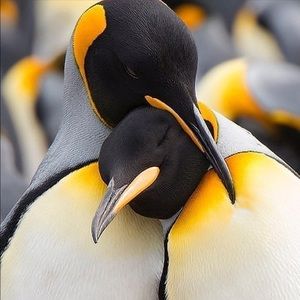 Meet your Posher, Camille